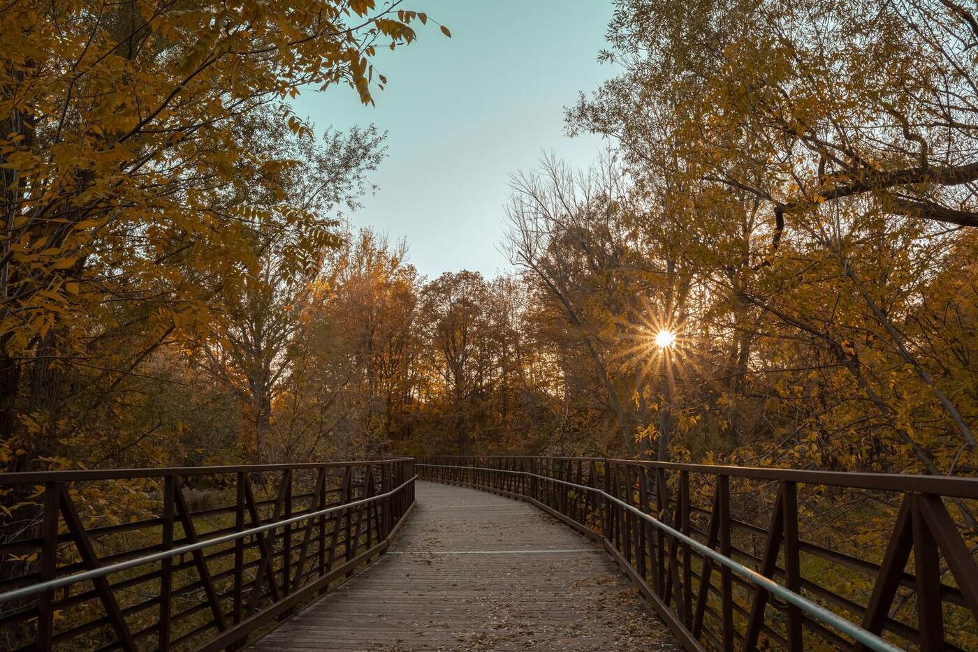 A wooden footbridge through trees in fall color at sunset